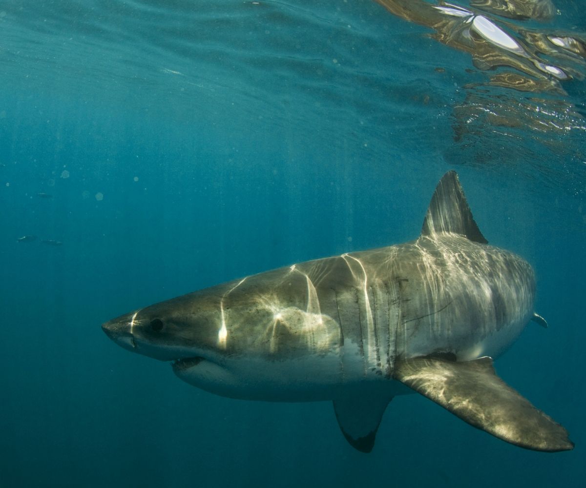 Great white shark