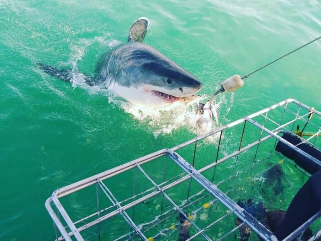 great white next to cage