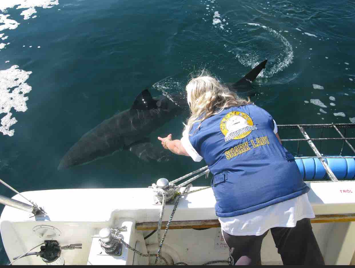 Kim Sharklady Maclean cares about shark conservation