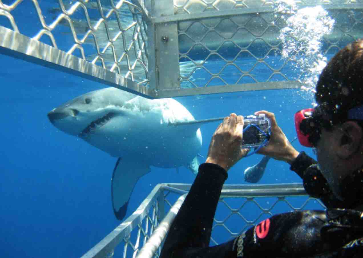 view from inside cage of great white shark