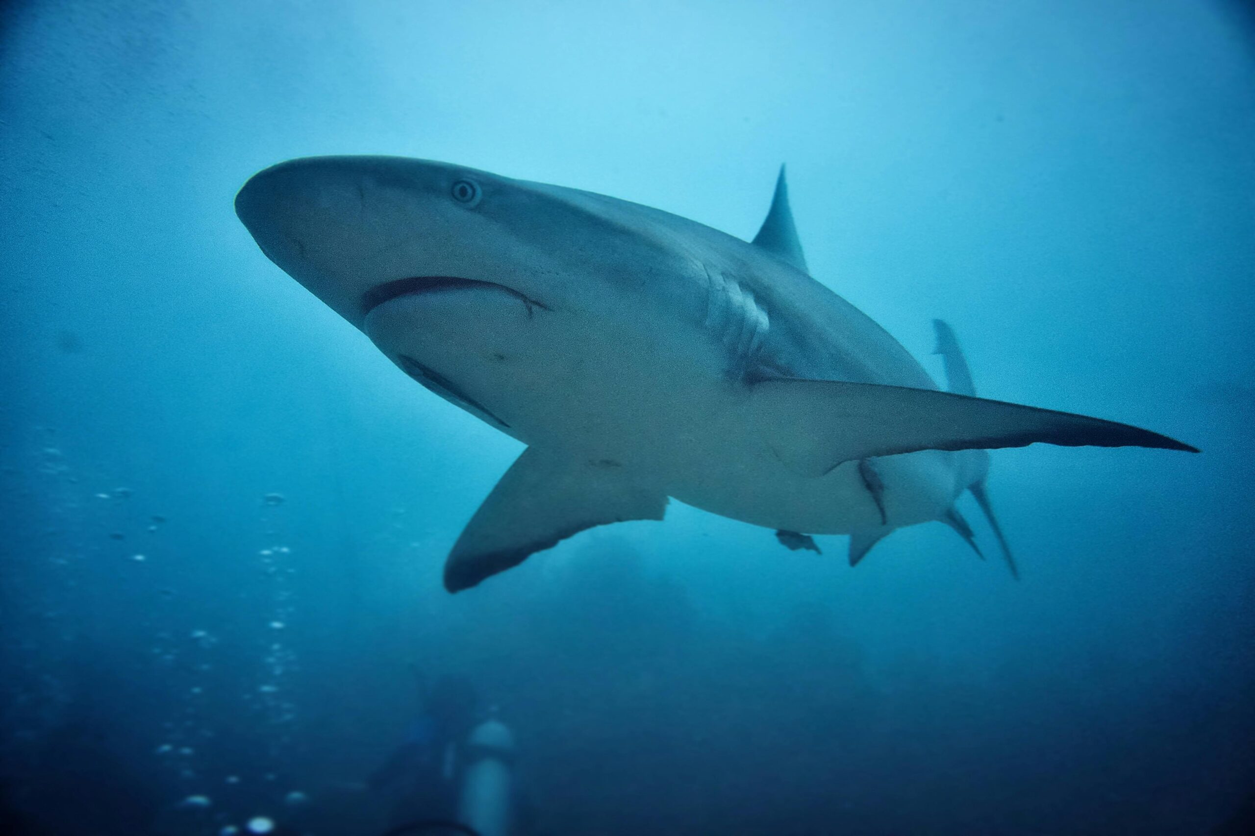 Responsible Shark Tourism South Africa: Ethical Shark Cage Diving in Gansbaai