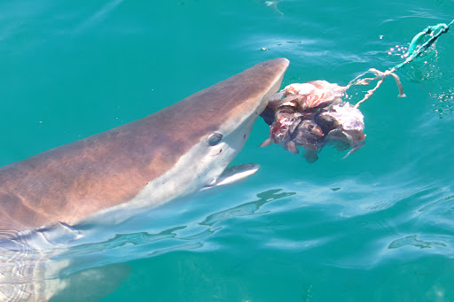 Photo from customer review