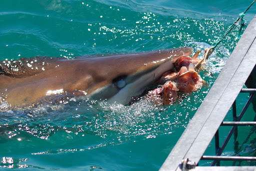 Photo from customer review