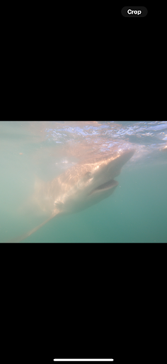 Photo from customer review