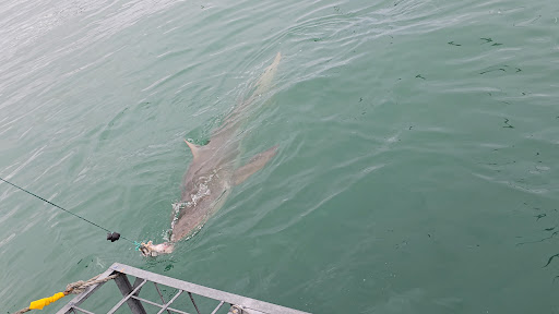 Photo from customer review