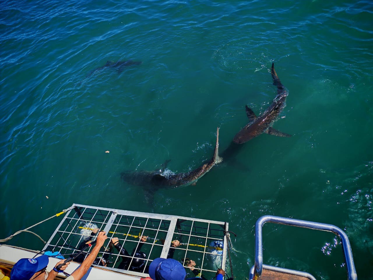 Great Marine Adventures in the Western Cape, South Africa